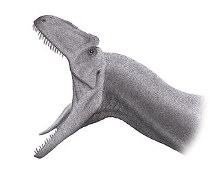 Allosaurus mouth