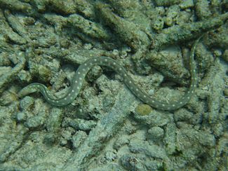 Sharptail eel.jpg