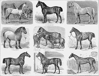 a sepia-toned engraving from an old book, showing 11 horses of different breeds and sizes in nine different illustrations