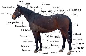 Diagram of a horse with some parts labeled.