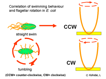 Correlation of swimming behaviour and flagellar rotation