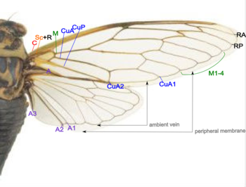 Cicada wing structure.png