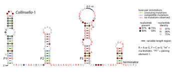 Collinsella-1-RNA.svg