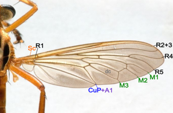 Fly wing structure.png