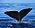 Sperm whale fluke.jpg