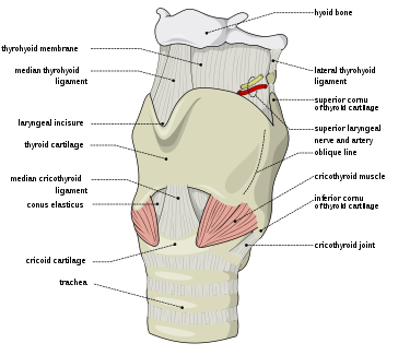 In cricothyrotomy, the incision or puncture is made through the cricothyroid membrane in between the thyroid cartilage and the cricoid cartilage