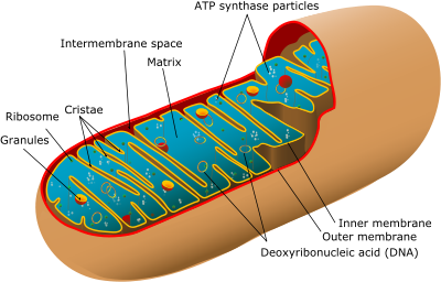 Animal mitochondrion diagram en (edit).svg