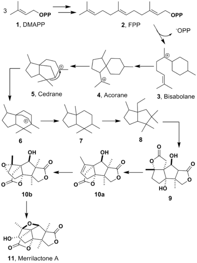Biosynthesis of merrilactone A