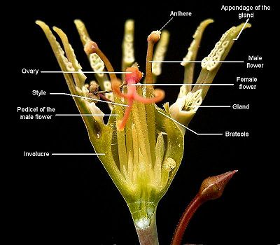 Euphorbia tridentata, cross-section of a cyathium.