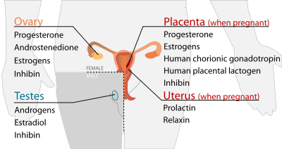 Endocrine reproductive system en.svg