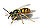 European wasp white bg.jpg