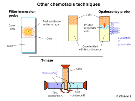 Chemotaxis assays with other techniques