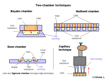 Chemotaxis assays with chambers