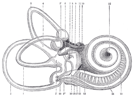 Right human membranous labyrinth, removed from its bony enclosure and viewed from the antero-lateral aspect.