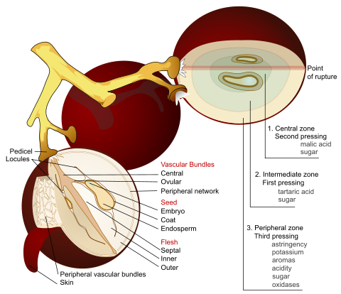 Anatomical-style diagram of three grapes on their stalks. Two of the grapes are shown in cross-section with all their internal parts labelled.