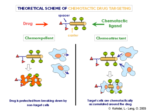 Chemotactic drug-targeting