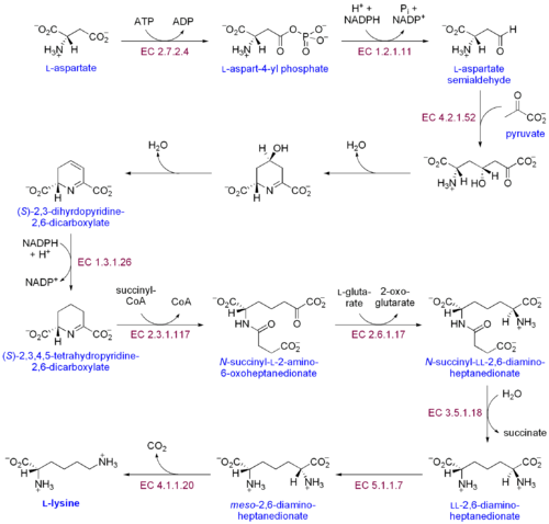 Lysine Biosynthesis.png