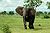 African Bush Elephant Mikumi.jpg