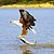 African fish eagle just caught fish.jpg