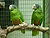 Amazona ventralis -two captive-8a.jpg