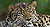 Amur Leopard Pittsburgh Zoo.jpg