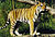Amur or Siberian tiger (Panthera tigris altaica), Tierpark Hagenbeck, Hamburg, Germany - 20070514.jpg