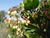 Arbutus unedo b.JPG