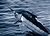 Atlantic blue marlin.jpg