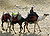Camels at Giza.JPG