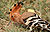 Common Hoopoe (Upapa epops) at Hodal I IMG 9225.jpg