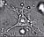 Dendritic cell.JPG