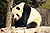 Giant Panda 2004-03-2.jpg