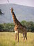 Giraffe standing.jpg
