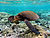 Green turtle swimming over coral reefs in Kona.jpg