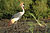 Grey crowned crane2.jpg