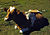 Guernsey cow or calf lying on the ground, ca 1941-42.jpg