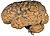 Human brain NIH.jpg