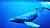 Humpback Whale underwater shot.jpg
