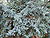 Juniperus squamata0.jpg