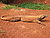 Komodo dragon Varanus komodoensis Ragunan Zoo 2.JPG