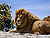 Male Lion on Rock.jpg
