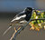 Oriental Magpie Robin (Copsychus saularis)- Male at Kolkata I IMG 3003.jpg