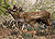 Persian Fallow Deer 1.jpg
