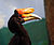 Rhinoceros hornbill national aviary.jpg