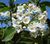 Viburnum tinus.JPG