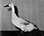 Welsh Harlequin Duck.jpg