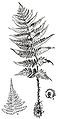 Dryopteris marginalis-parsons.jpg