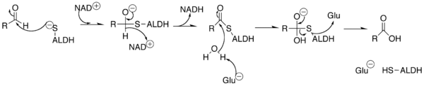 Mechanism of Aldehyde Dehydrogenase