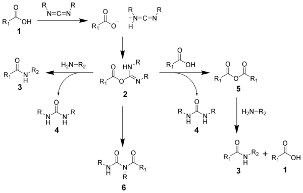 The reaction mechanism of amide formation using a carbodiimide.