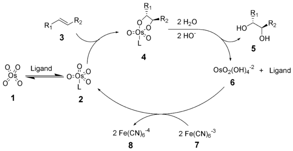 The reaction mechanism of the Sharpless dihydroxylation